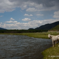 Altai
