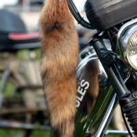 MopedXtreme 2024 